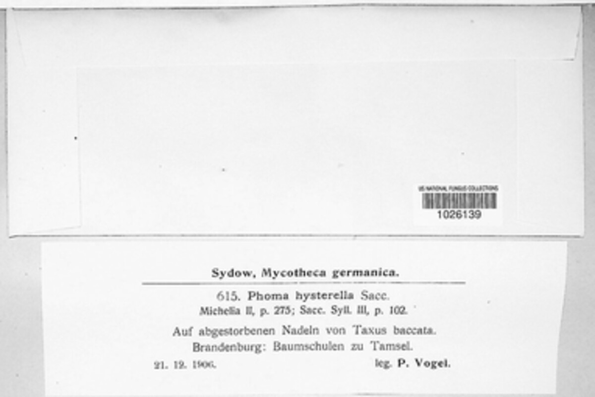 Phyllosticta philoprina image